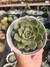 ECHEVERIA BIBIANA PT 9
