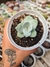 ADROMICHUS LEOCOPHYLLUS PT 9 (SENSÍVEL AO ENVIO)