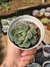 ECHEVERIA WING SHAWI PT 9