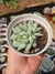 ECHEVERIA ELATION PT 9