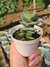 CRASSULA FALCATA MINOR PT 9