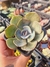 ECHEVERIA DUSTY ROSE PT 7