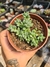 CRASSULA LANUGINOSA PT 9