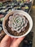 ECHEVERIA MÔNICA PT 9