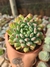 ECHEVERIA BLUE APPLE PT 9