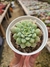GRAPTOVERIA TIPPS PT 9