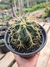 FEROCACTUS GLAUCESCENS PT 15