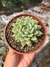 ECHEVERIA CUSPIDATA X ZARAGOZA PT 9