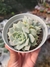 ECHEVERIA DEREZINA PT 9