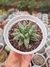 PACHYPHYTUM COMPACTUM PURPLE DIAMOND PT 9 (IMPORTADO)