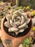 ECHEVERIA JULIANA PT 9 (PODE SOFRER ALTERAÇÃO NA COR)