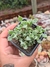 OSCULARIA DELTOIDES PT 7
