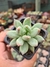 PACHYVERIA BEA PT 7