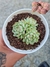 ECHEVERIA RED COAT CLUSTER PT 9 - comprar online