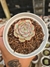 ECHEVERIA WHITE CRISTAL PT 9