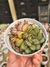 ECHEVERIA MELY PT 9
