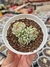ECHEVERIA RED COAT CLUSTER PT 9