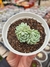 ECHEVERIA BUTTER BALL PT 9 (KOREAN) (PODE VARIAR A QUANTIDADE DE ROSETAS)