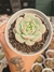 SEDEVERIA PUDGY PT 9