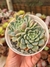 ECHEVERIA SLOW PT 9
