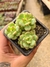 ECHEVERIA TENCHO AQUA BLANCA PT 7