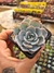 ECHEVERIA SUBSSESSILIS PT 9