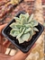 ECHEVERIA WHITE SNOW CRISTATA PT 9