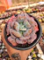 ECHEVERIA HEARTS DELIGHT PT 15