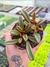 PEPEROMIA GRAVEOLENS PT 9