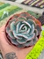 ECHEVERIA AMISTAR PT 9