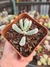 COTYLEDON FLANAGANII VARIEGATA PT 9