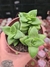 CRASSULA SPRING TIME PT 9