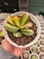 CRASSULA SUNSET VARIEGATA PT 9