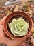 ECHEVERIA MOMOCA VARIEGATA PT 9