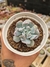 ECHEVERIA PIG NOSE PT 9