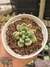 PACHYVERIA ZOONEY PT 9