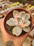 ECHEVERIA ALBICANS VARIEGATA PT 9