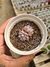 ECHEVERIA LAREGA PT 9 (PLANTA PEQUENA)