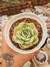 ECHEVERIA HANNAH PT 9