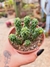 CRASSULA COLUMELLA PT 9