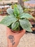 DORSTENIA FOETHIDA PT 9 (JÁ ESTÁ COM CAUDEX) - comprar online