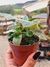 DORSTENIA FOETHIDA PT 9 (JÁ ESTÁ COM CAUDEX)