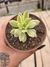 ECHEVERIA MINI BELLE VARIEGATA PT 9