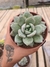 ECHEVERIA GERMAN CHAMPAGNE PT 9