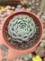 ECHEVERIA "MINIMA" PT 9