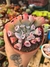 ECHEVERIA PINK TRUMPET PT 9