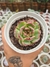 ECHEVERIA ALLADIN PT 9 (KOREAN)