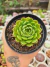 ECHEVERIA ROSA LINDA PT 9