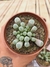 FENESTRARIA AURANTIACA PT 9 (DEDINHO DE ET)
