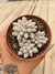 PACHYPHYTUM BABY FINGERS PT 9 (COLÔNIA)